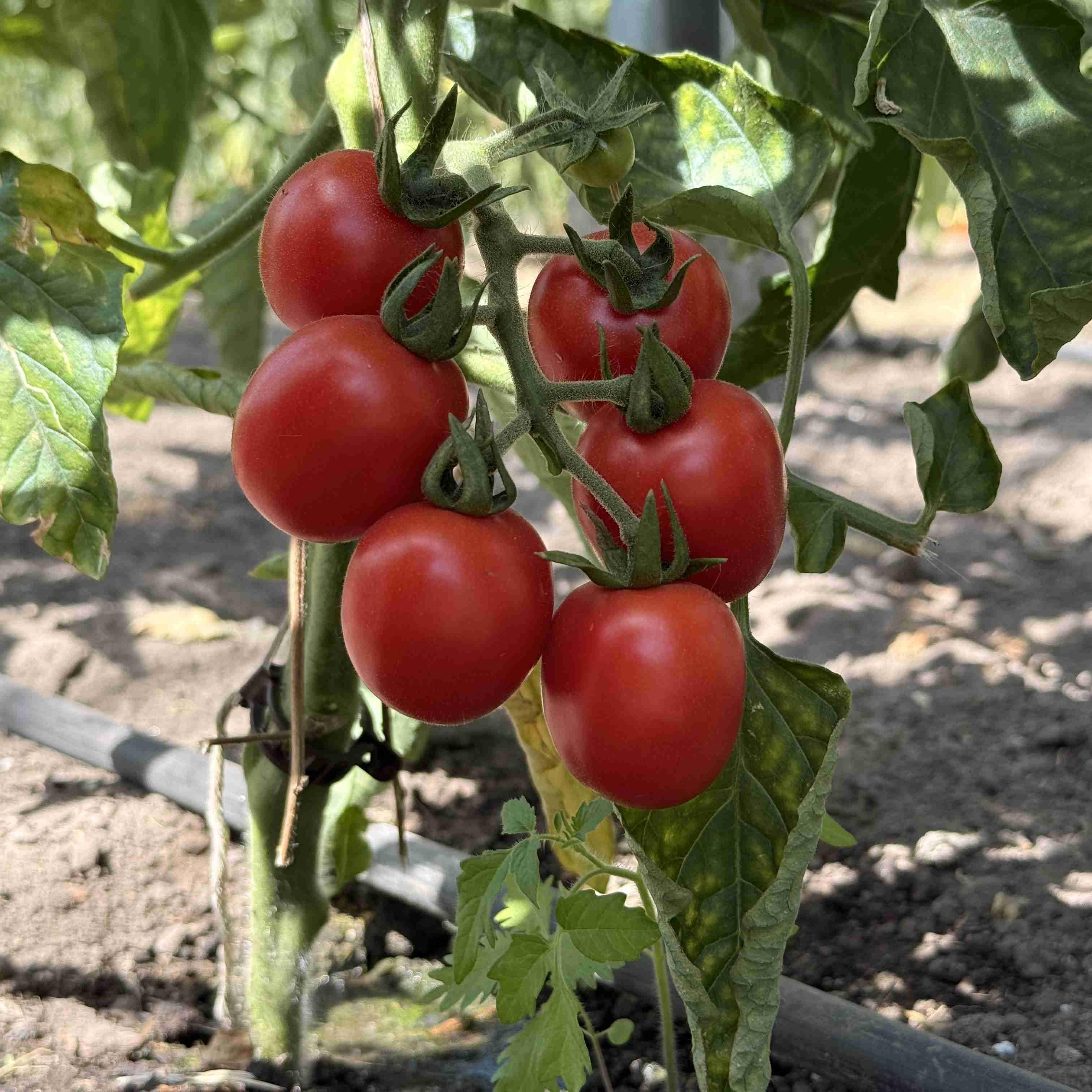 Tomatensaatgut Humboldtii