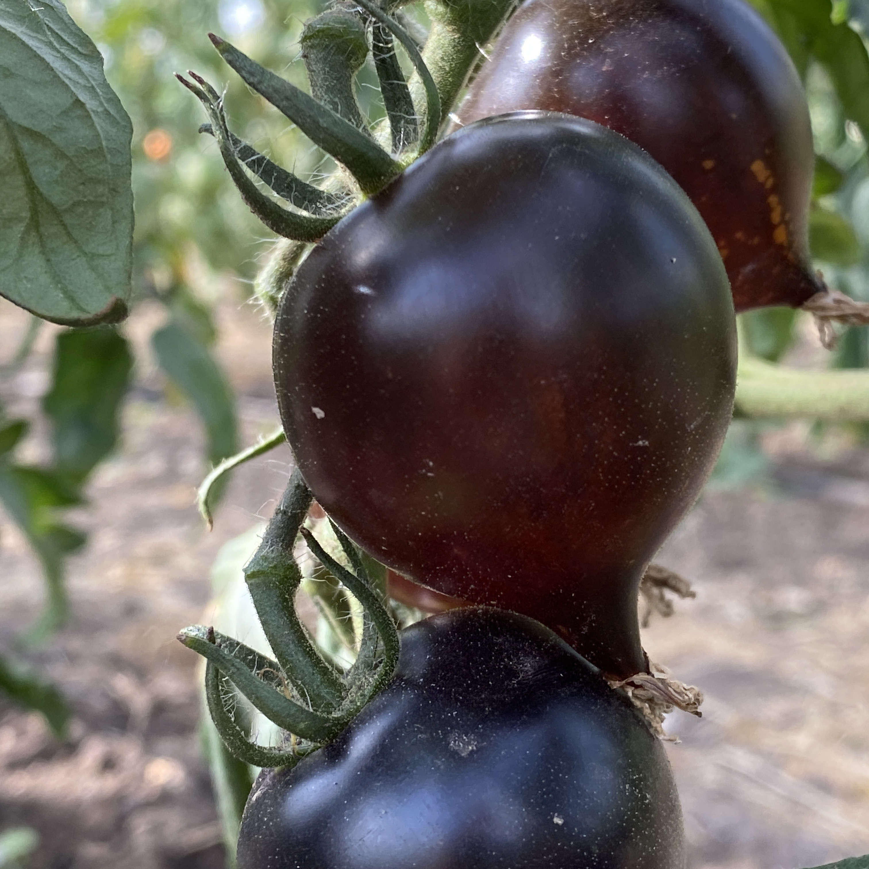 Tomatensaatgut Heaven Oregon