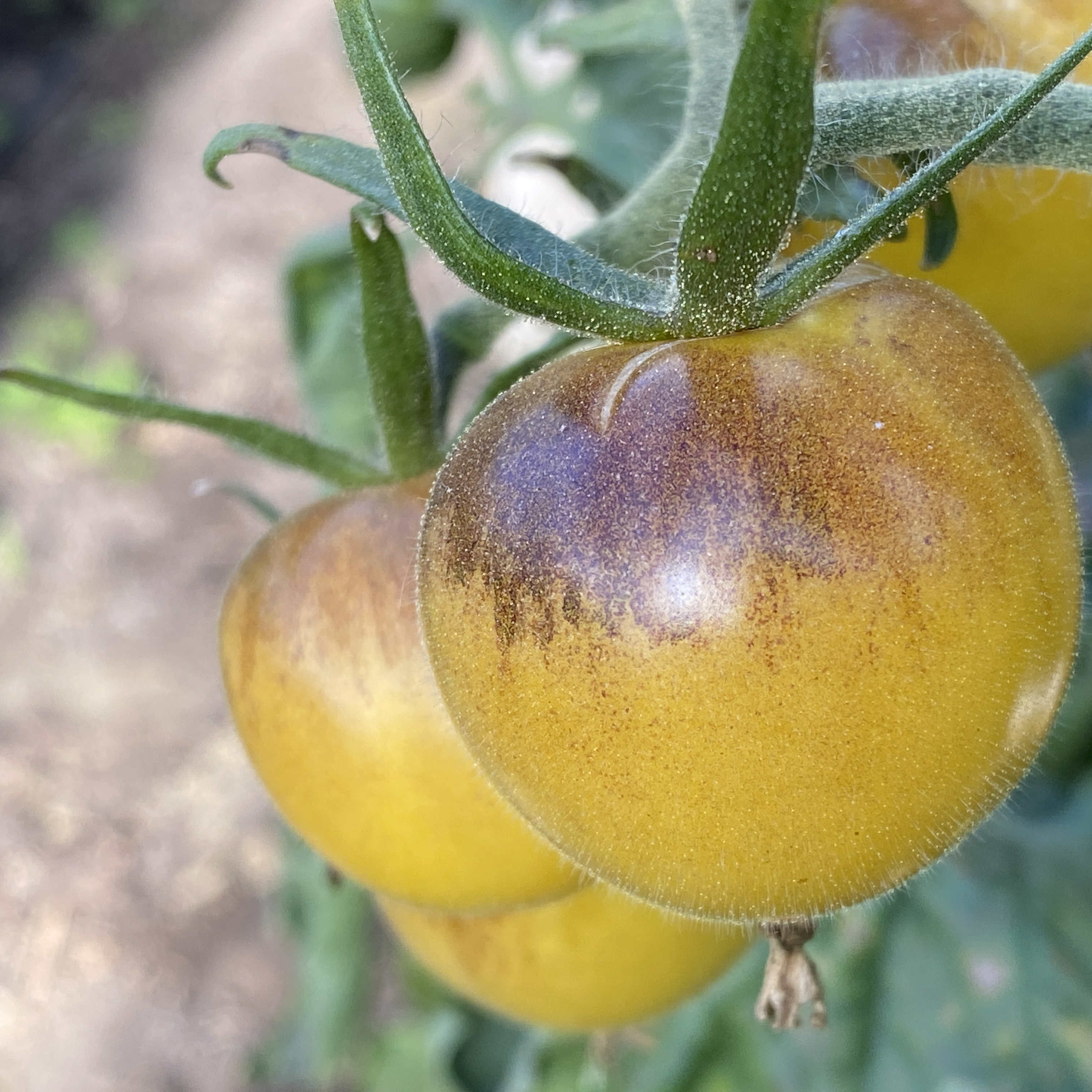 Tomatensaatgut Amethyst Cream Cherry XL