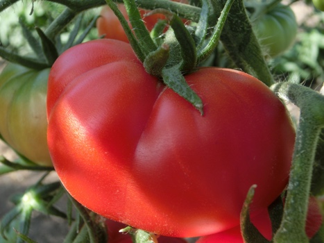 Rote Prachtvolle Tomatenfrucht an einer Rispe