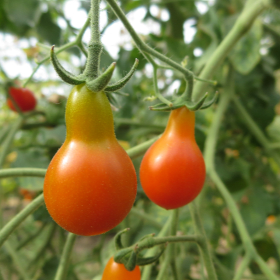 Rote Tomatenvielfalt in BirnenForm