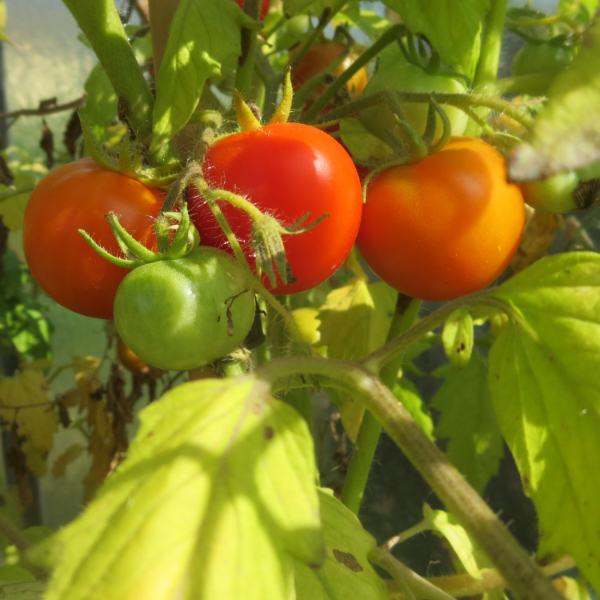 Orange und Rote Demeter Tomatensorte