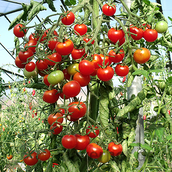 Kleiner roter Prachtvoller Tomatenstracuh