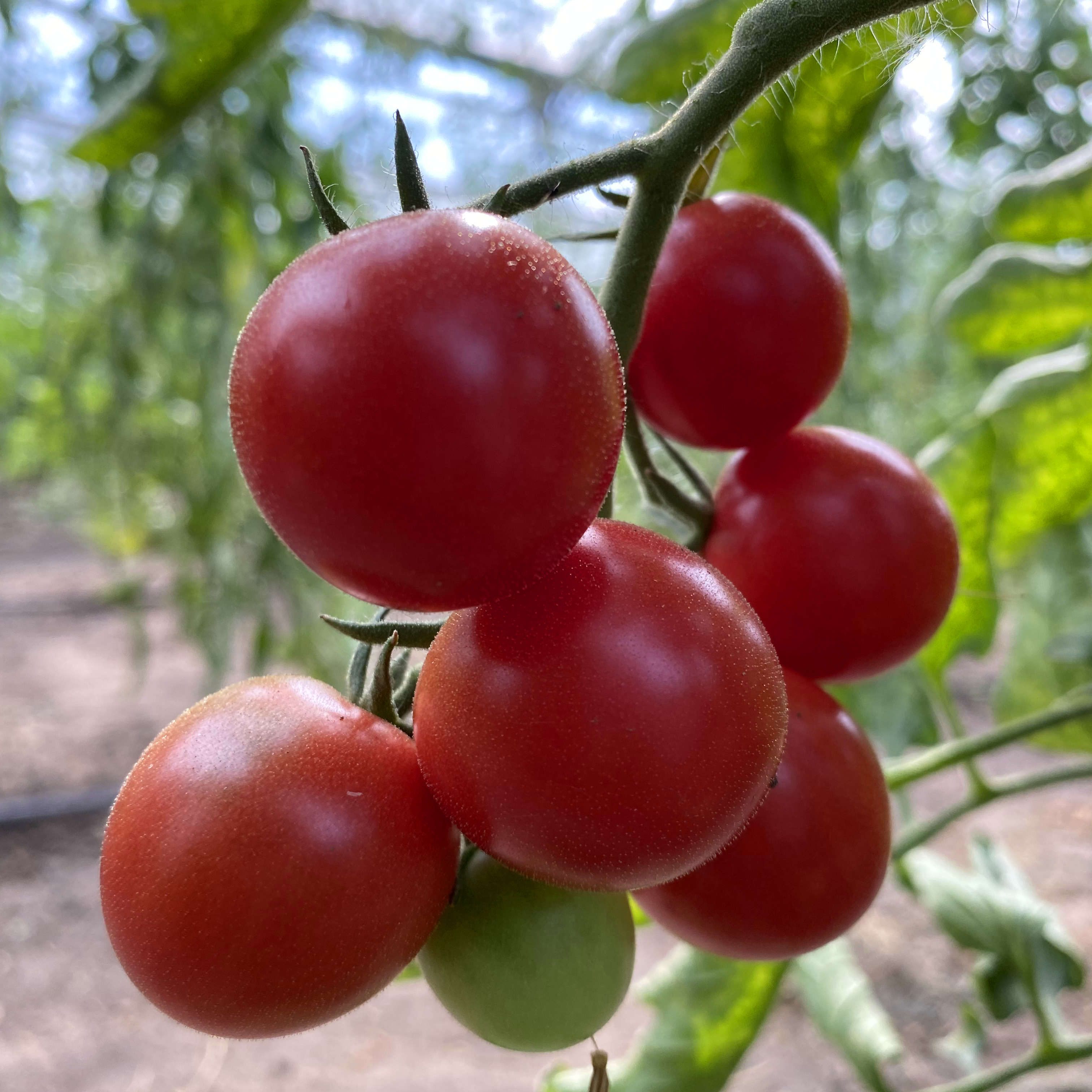 Kleine rote Tomatenfrüchte an einer Rispe