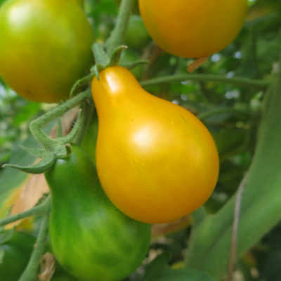 Orange und Gelbe Tomatenpflanze in Birnenforn