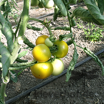 Gelbe Bio Tomaten