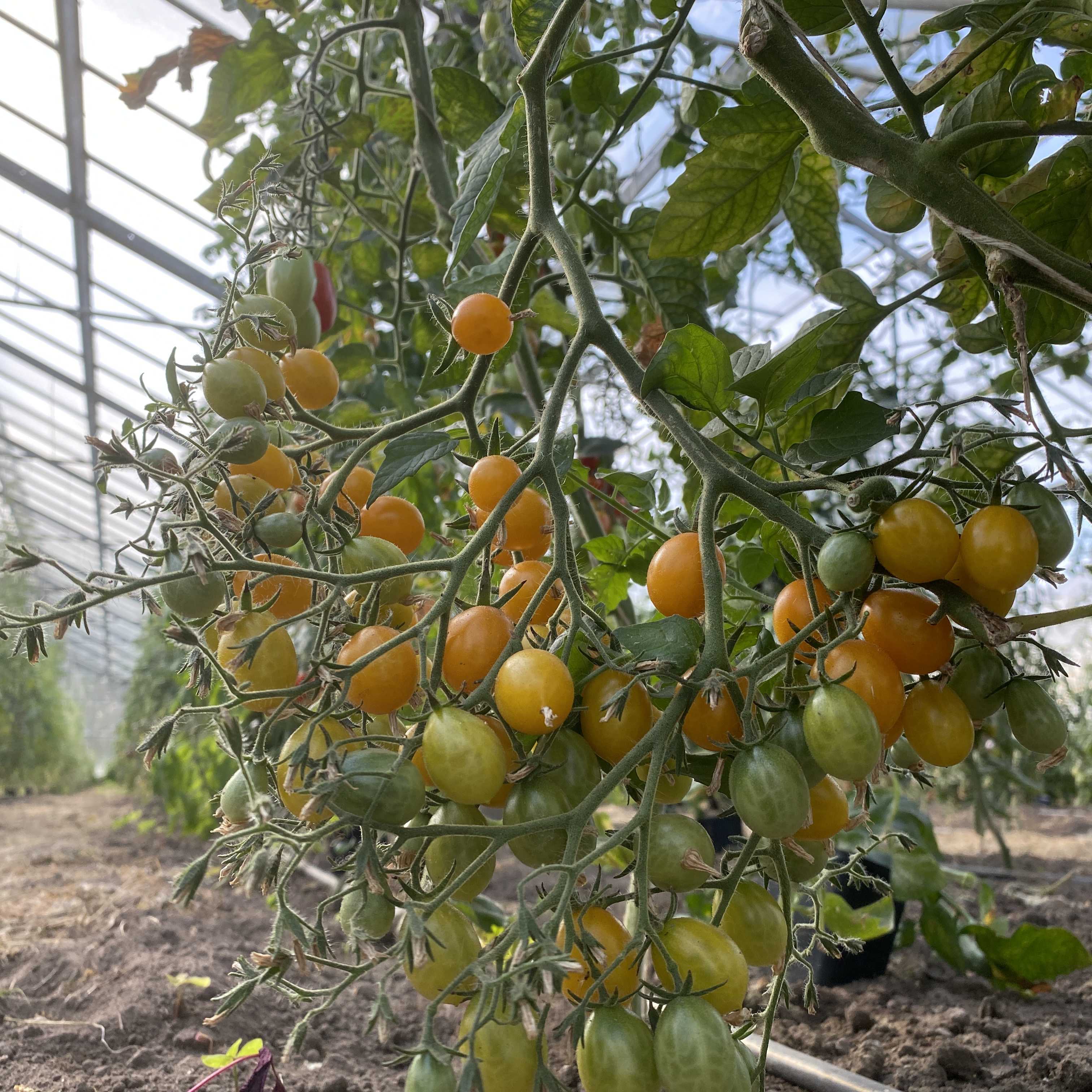 Tomatensaatgut Clementine