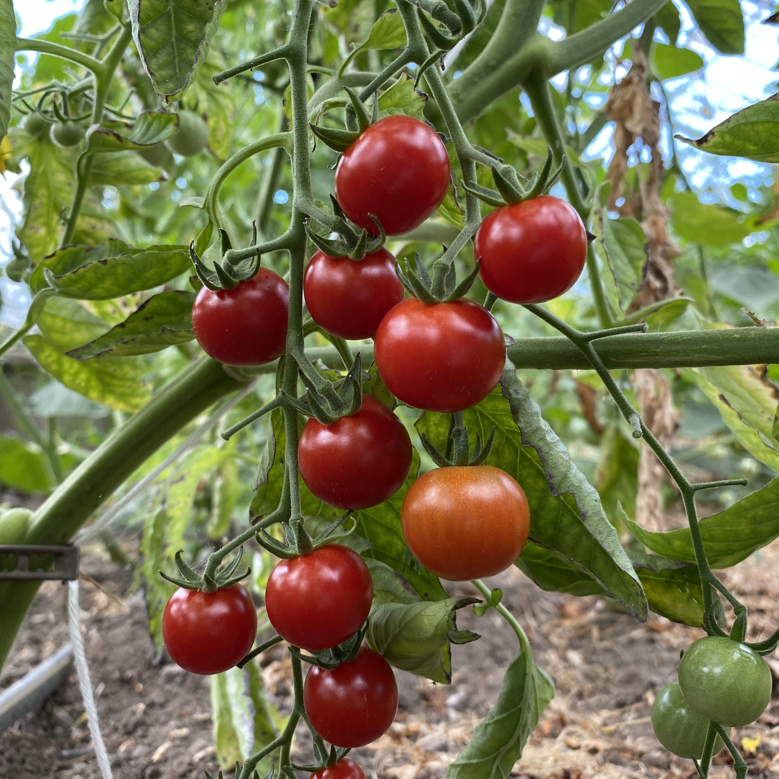 Tomatensaatgut Bolivian Obst Rot