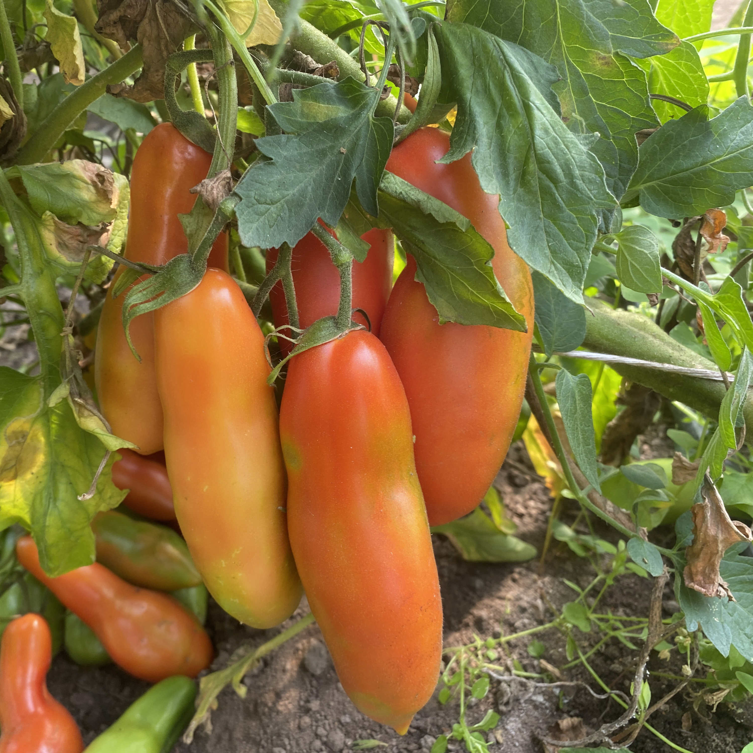 Tomatensaatgut Strelka