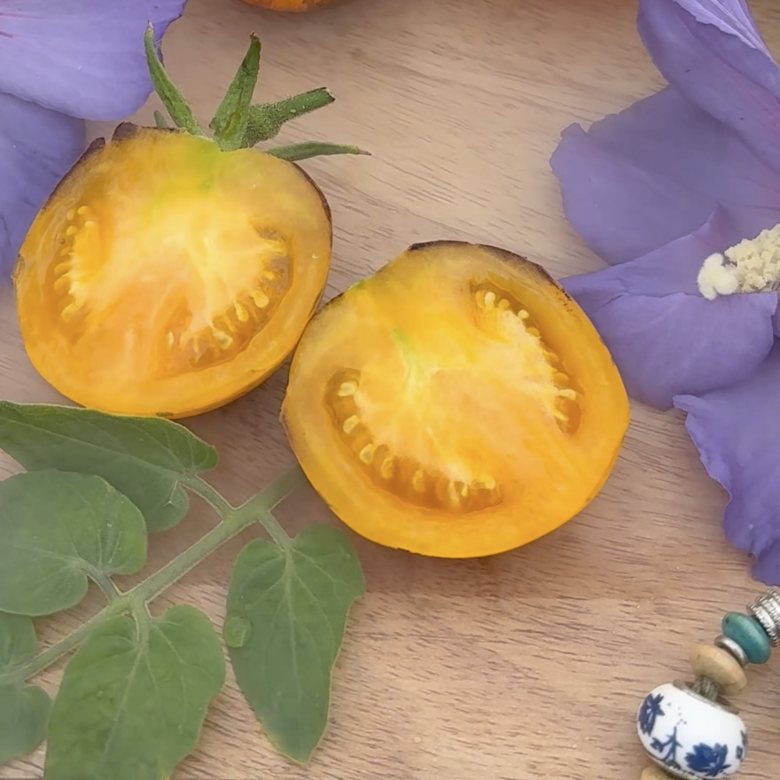 Tomatensaatgut Märchenmond