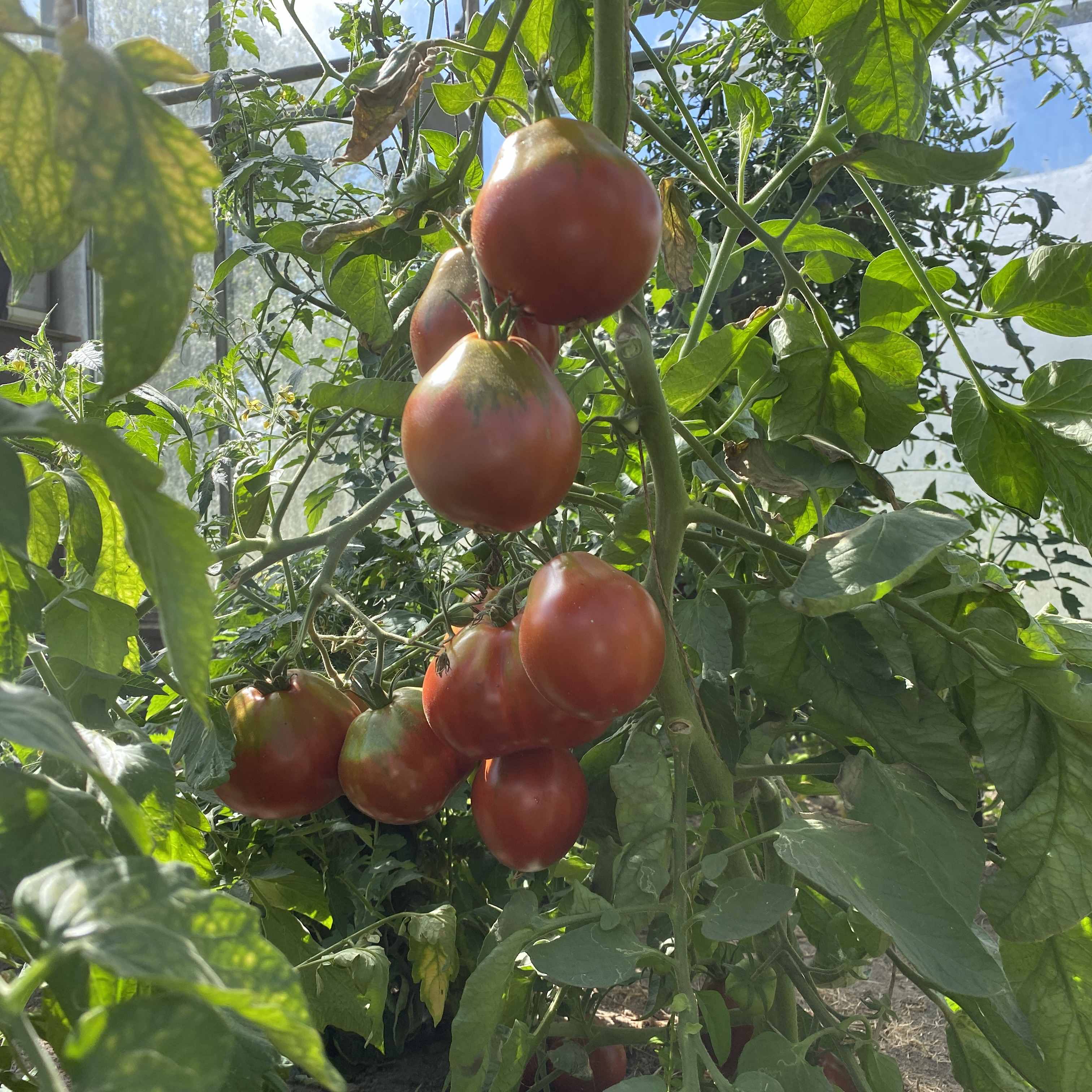 Tomatensaatgut Schwarze Trüffel
