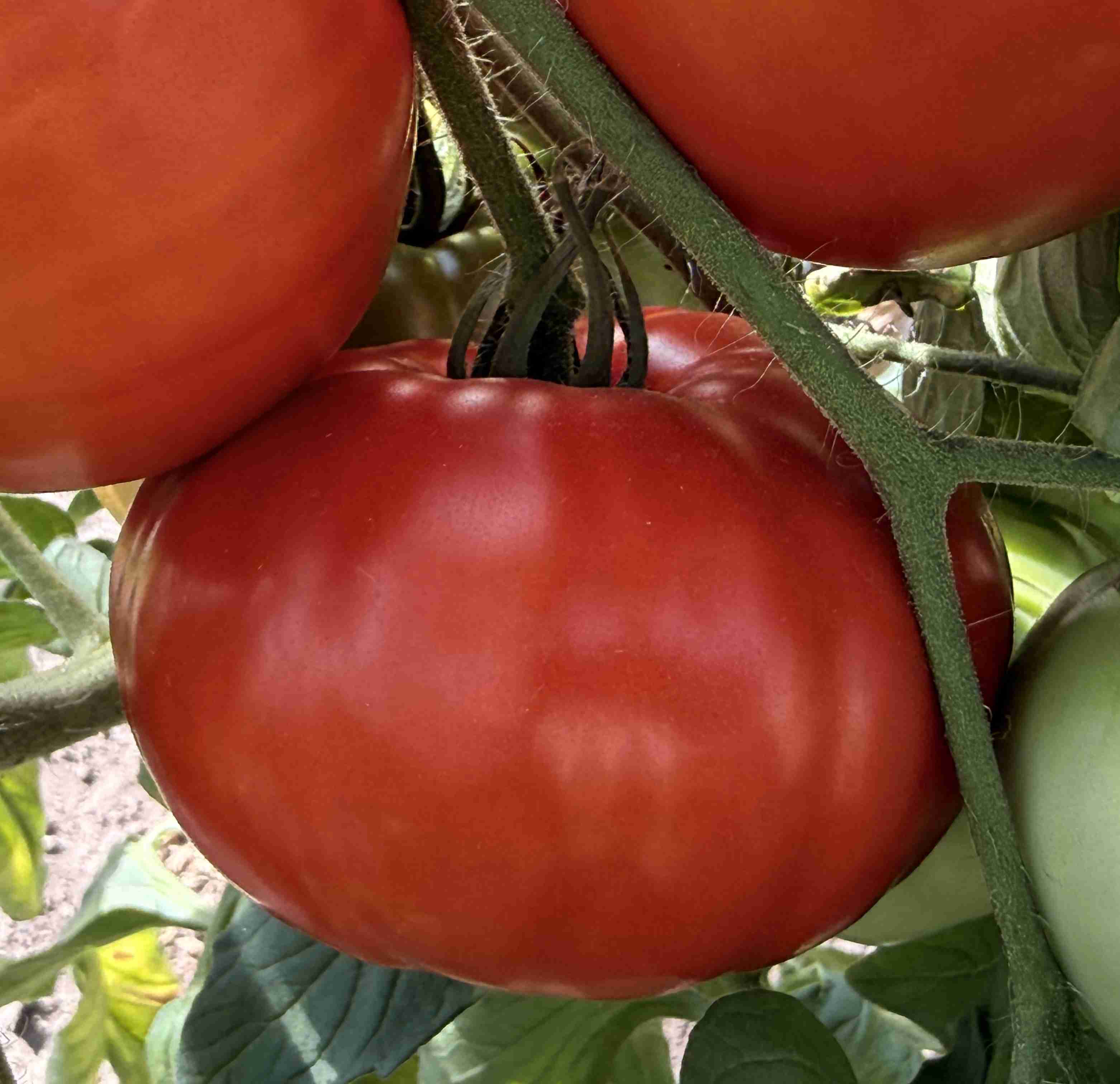 Tomatensaatgut Grosse Dewa