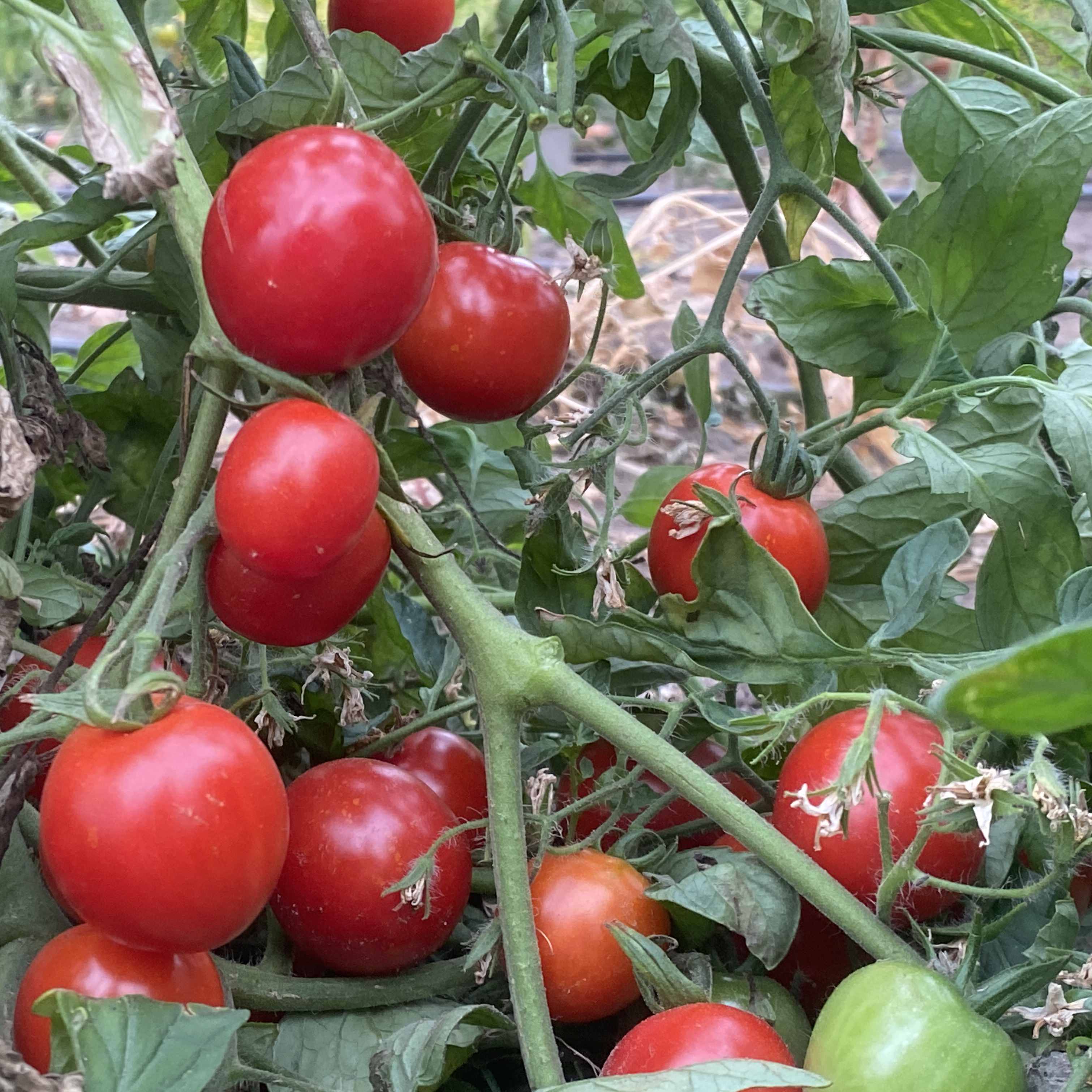 Tomatensaatgut Enchanting Cascade