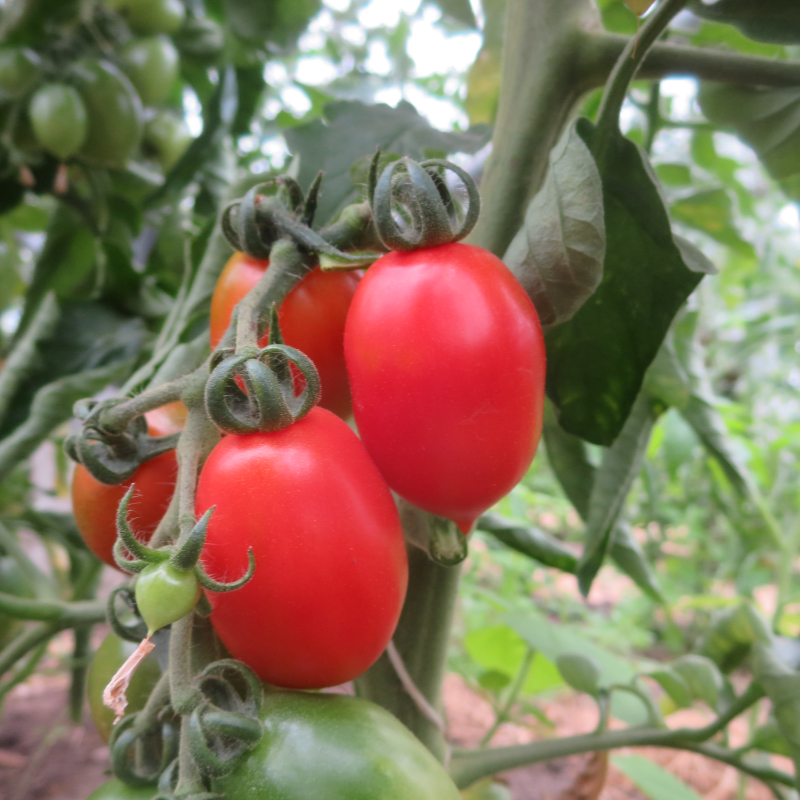 Rote Cherry Tomatensorte
