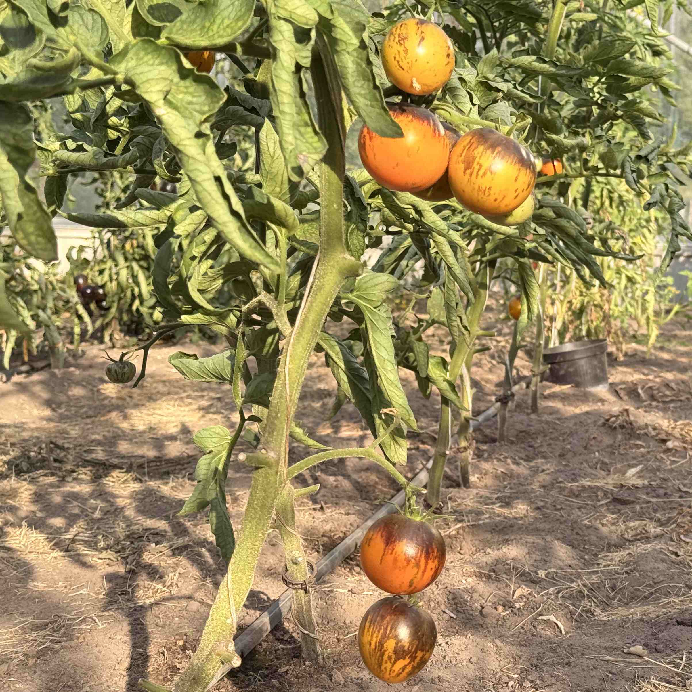 Tomatensaatgut Märchenmond