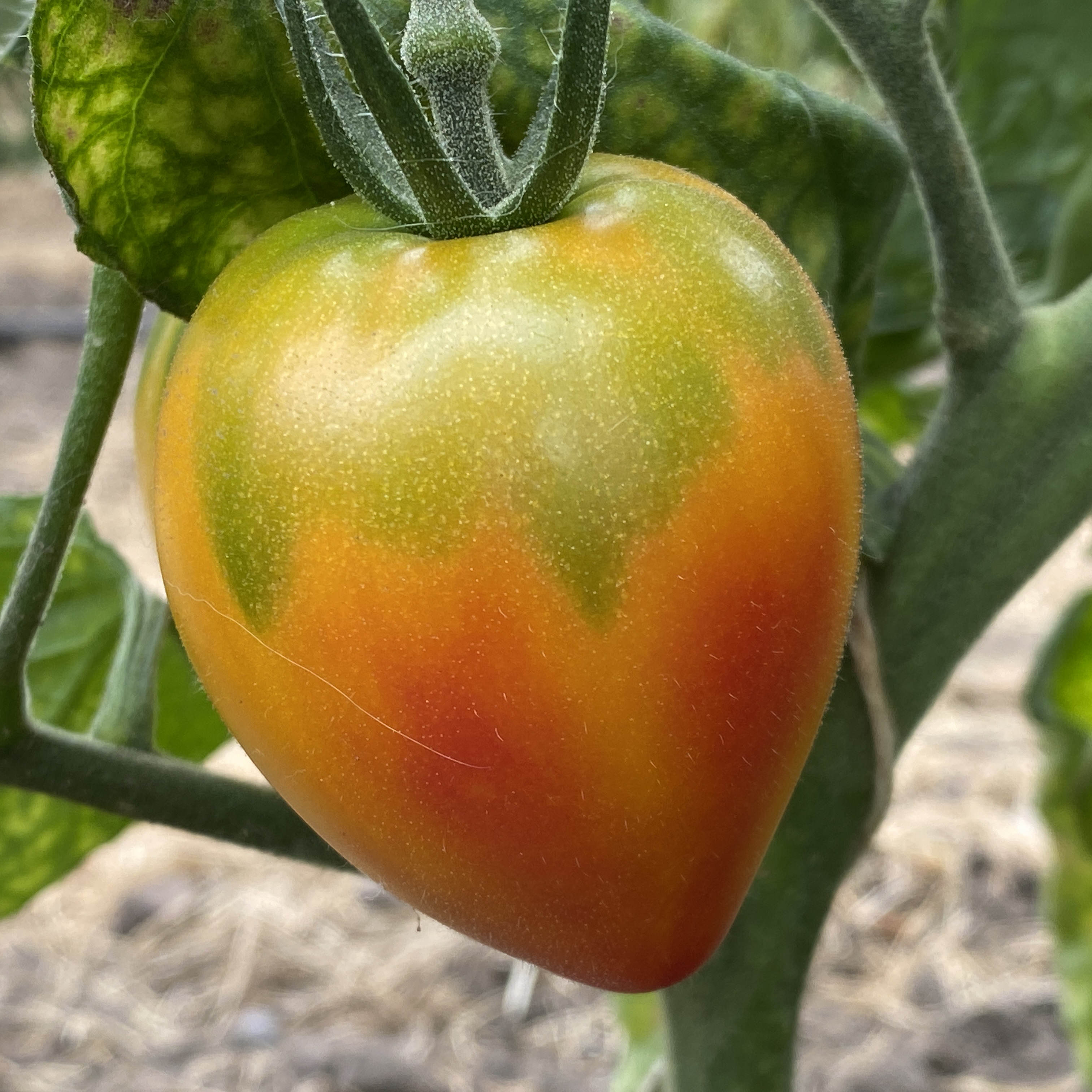 Tomatensaatgut Little Lucky Heart