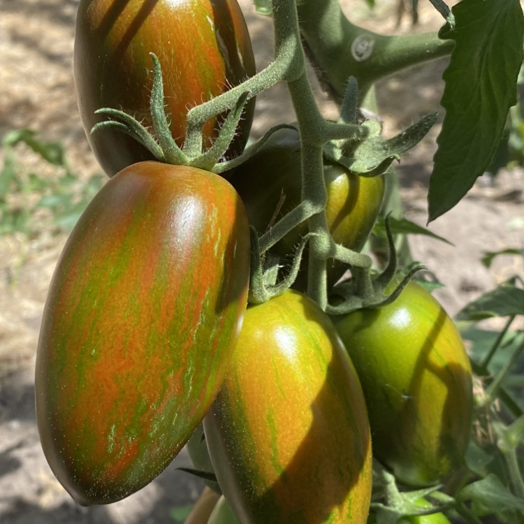Schön Braune Bio Tomatenfrucht mit grünen Streifen