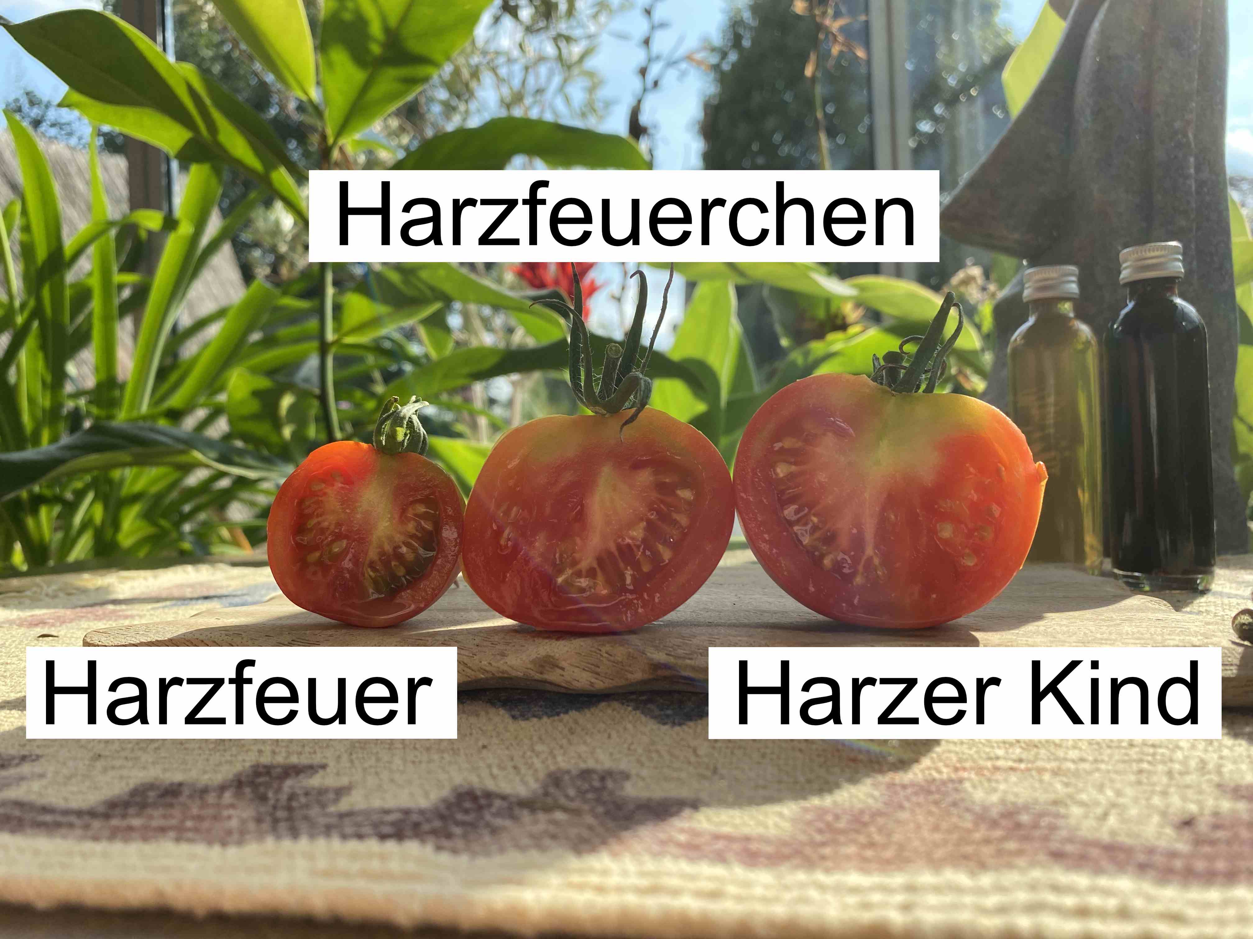 Tomatensaatgut Harzer Kind
