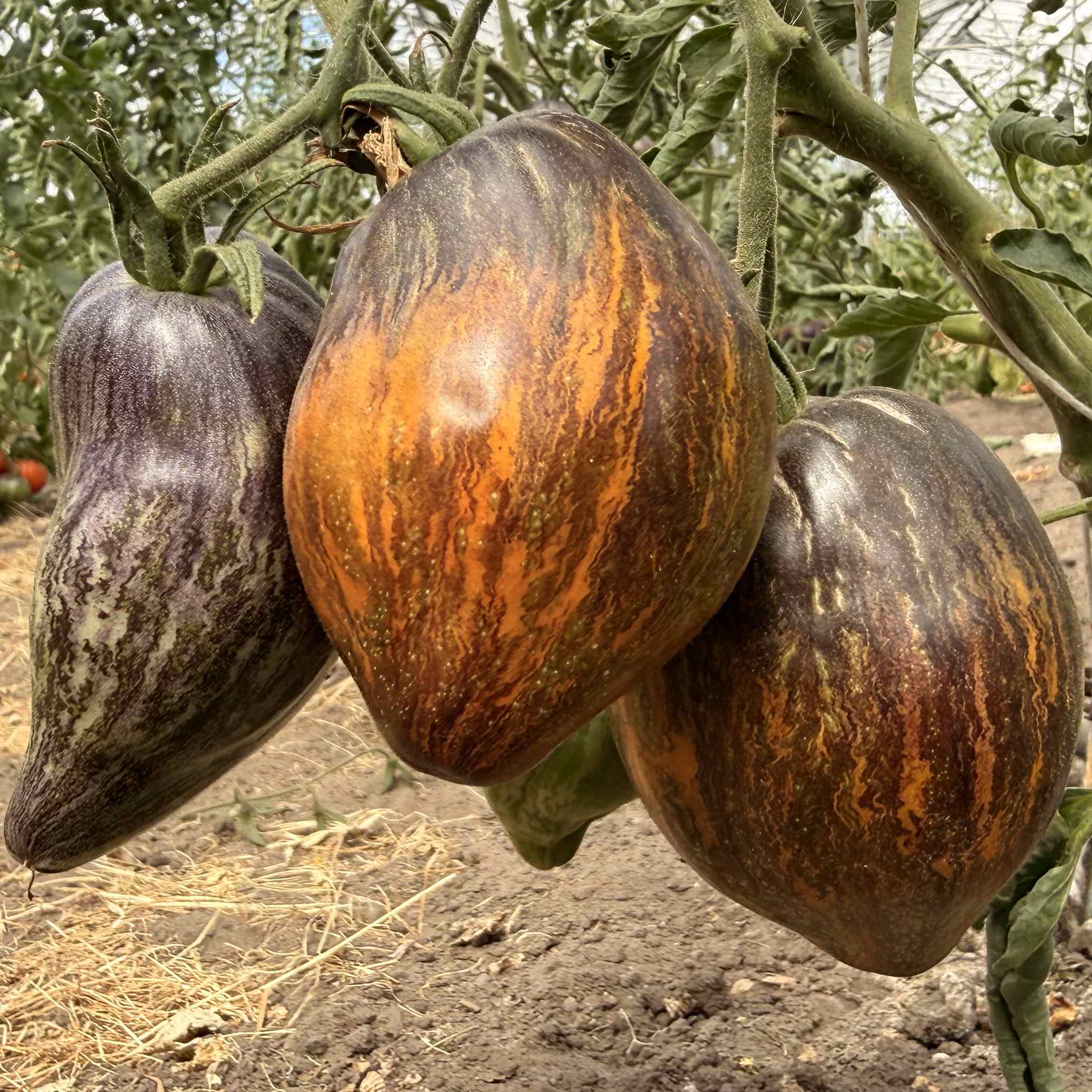 Tomatensaatgut Ochre Veil