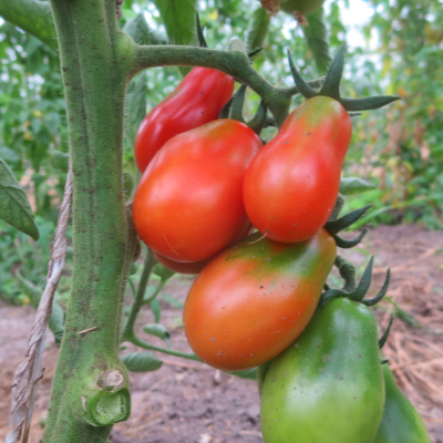 Rote Geschmackvolle Tomaten am Strauch