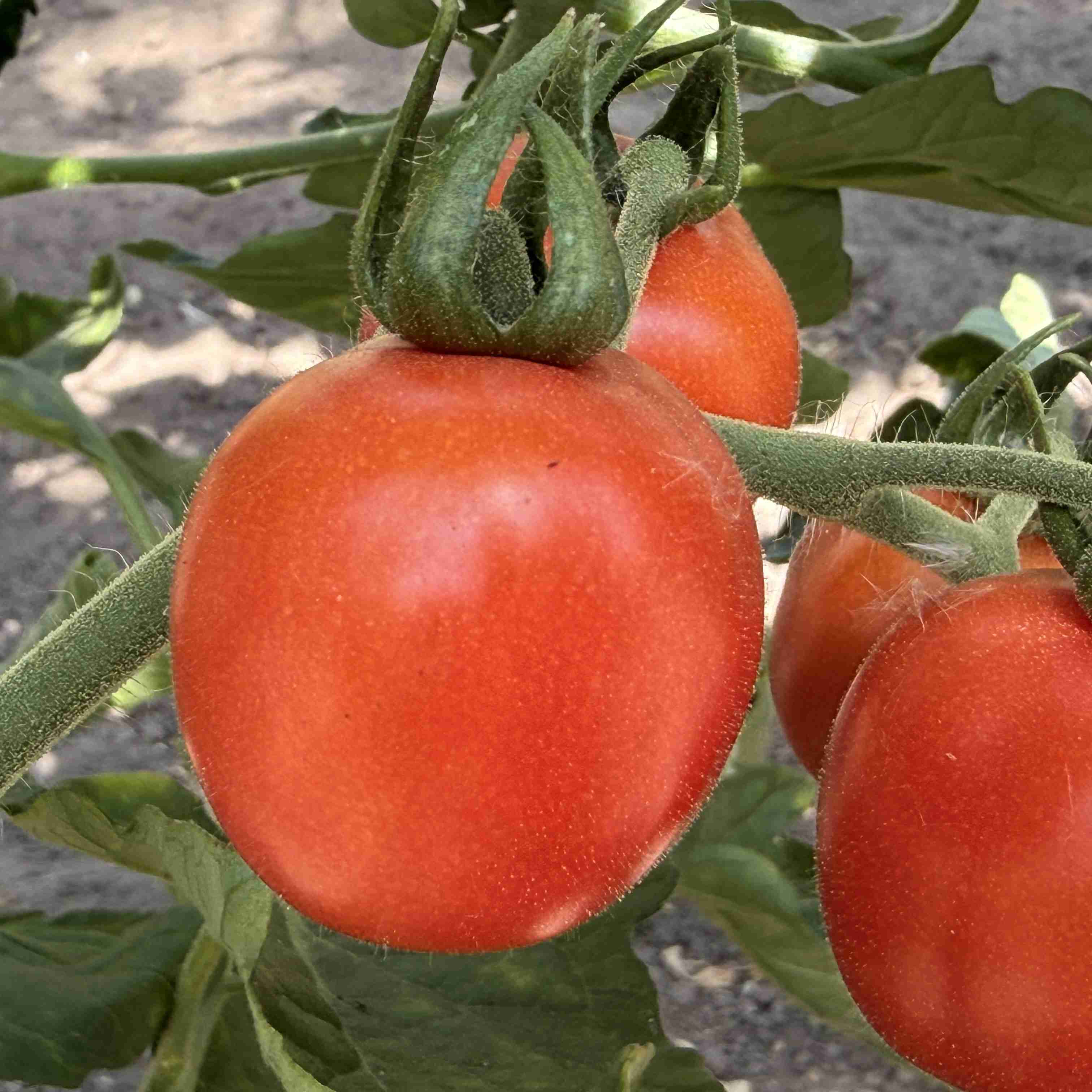 Tomatensaatgut Humboldtii
