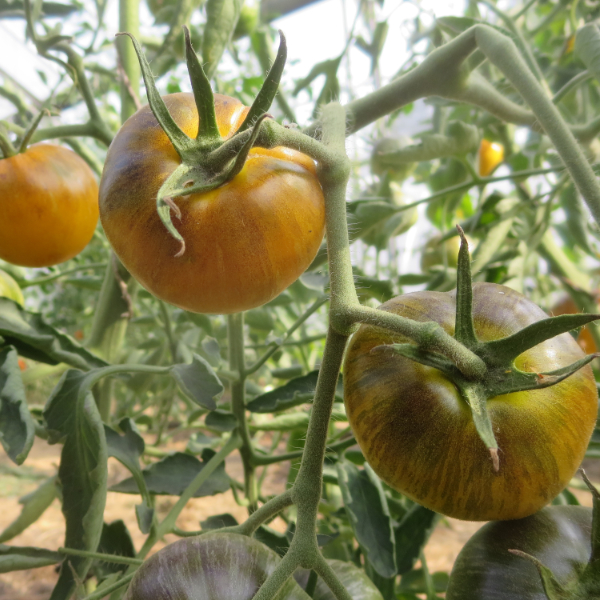 Braune Tomatensorte mit Schwarzen streifen