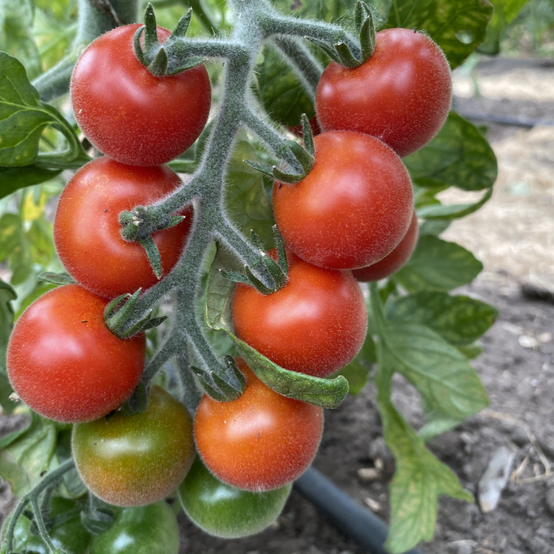 Pelzige Tomate mit Geschmack