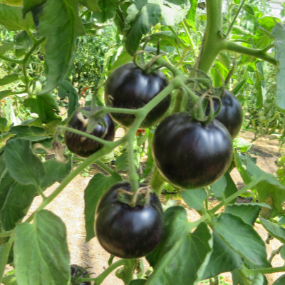 Schwarz/Braune Tomatenrarität