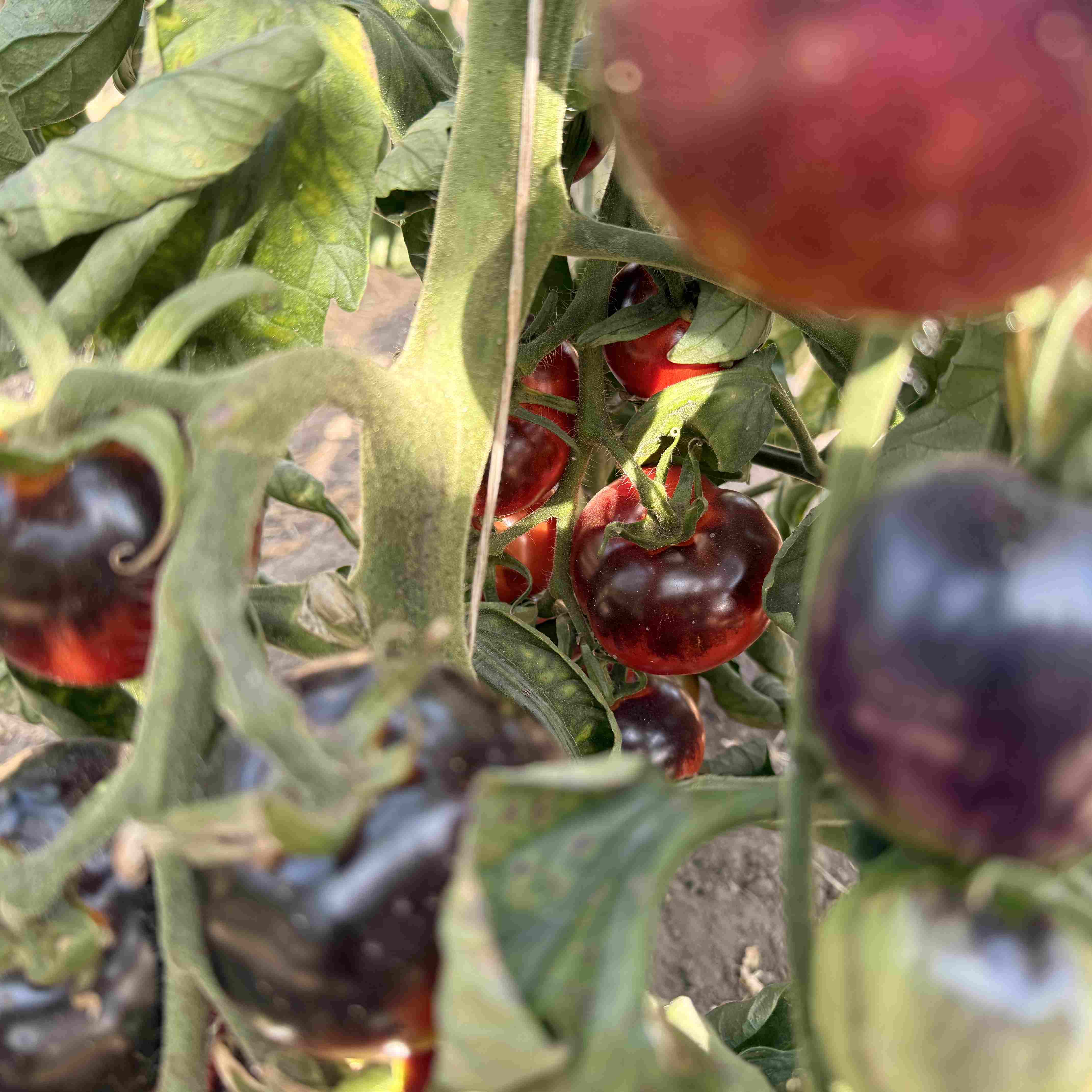Tomatensaatgut Blue OSU (Indigo Rose)