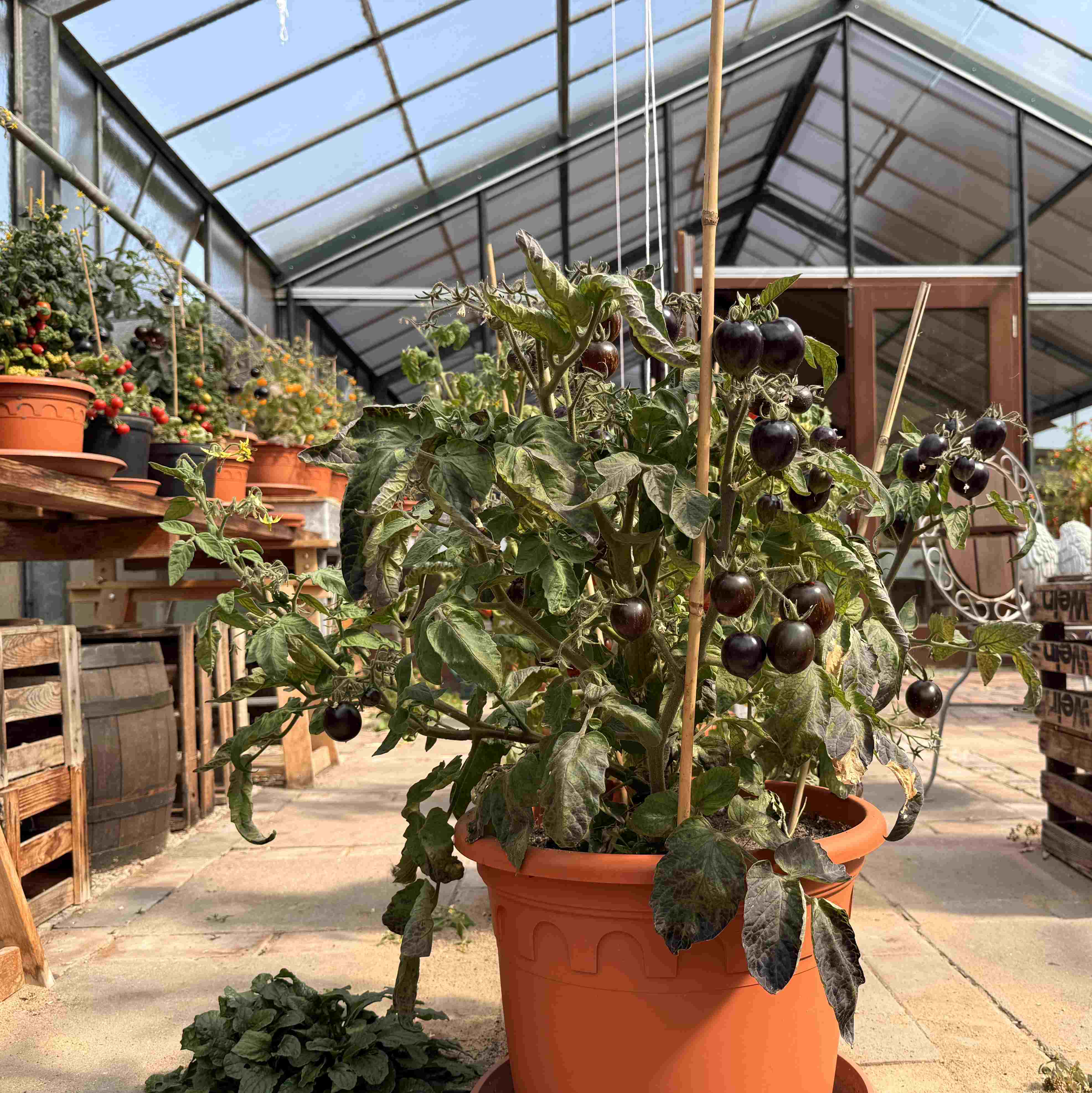 Tomatensaatgut Shadow of Death
