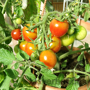 Rote Cherry Tomatenfrucht an einer Rispe