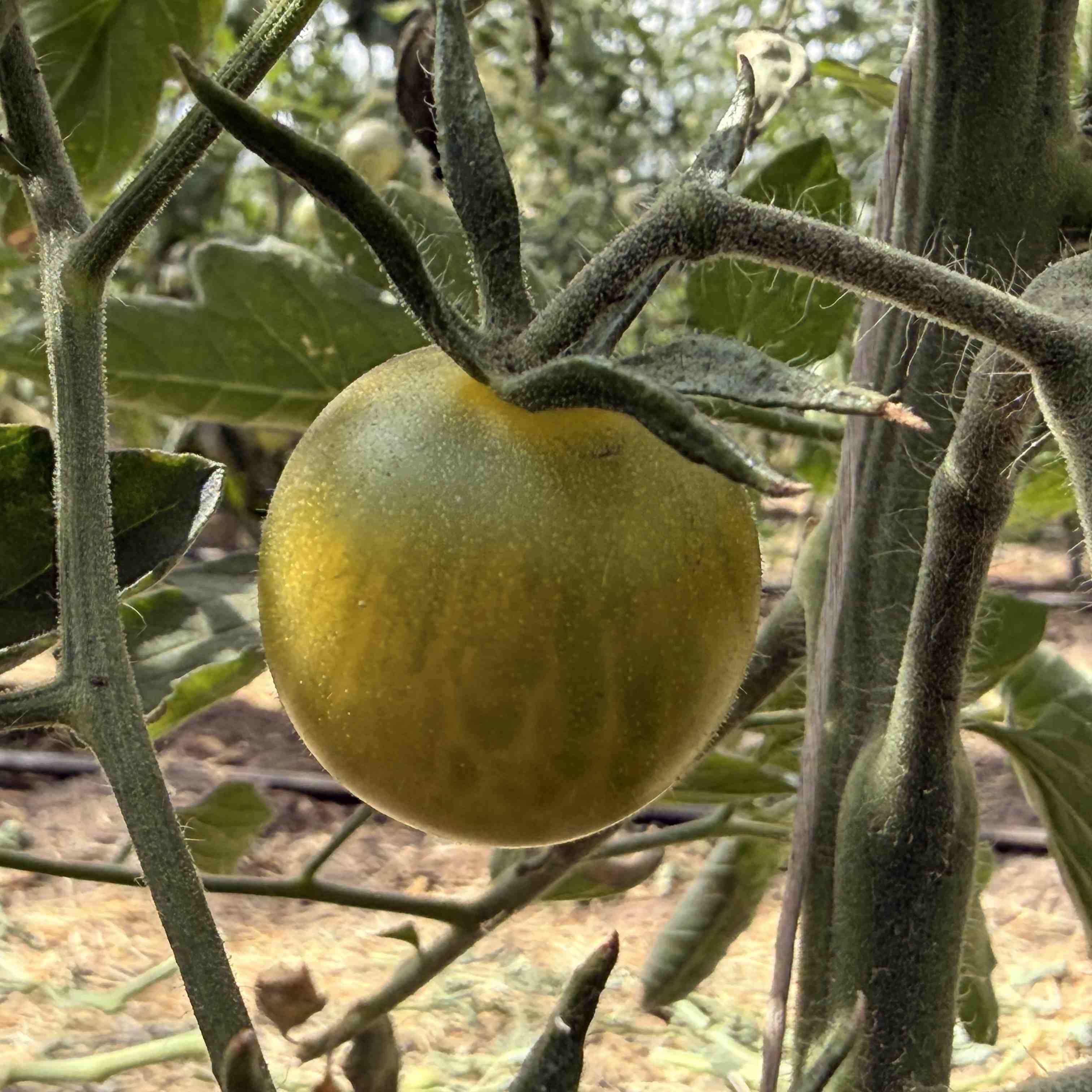 Tomatensaatgut Appalachian Green