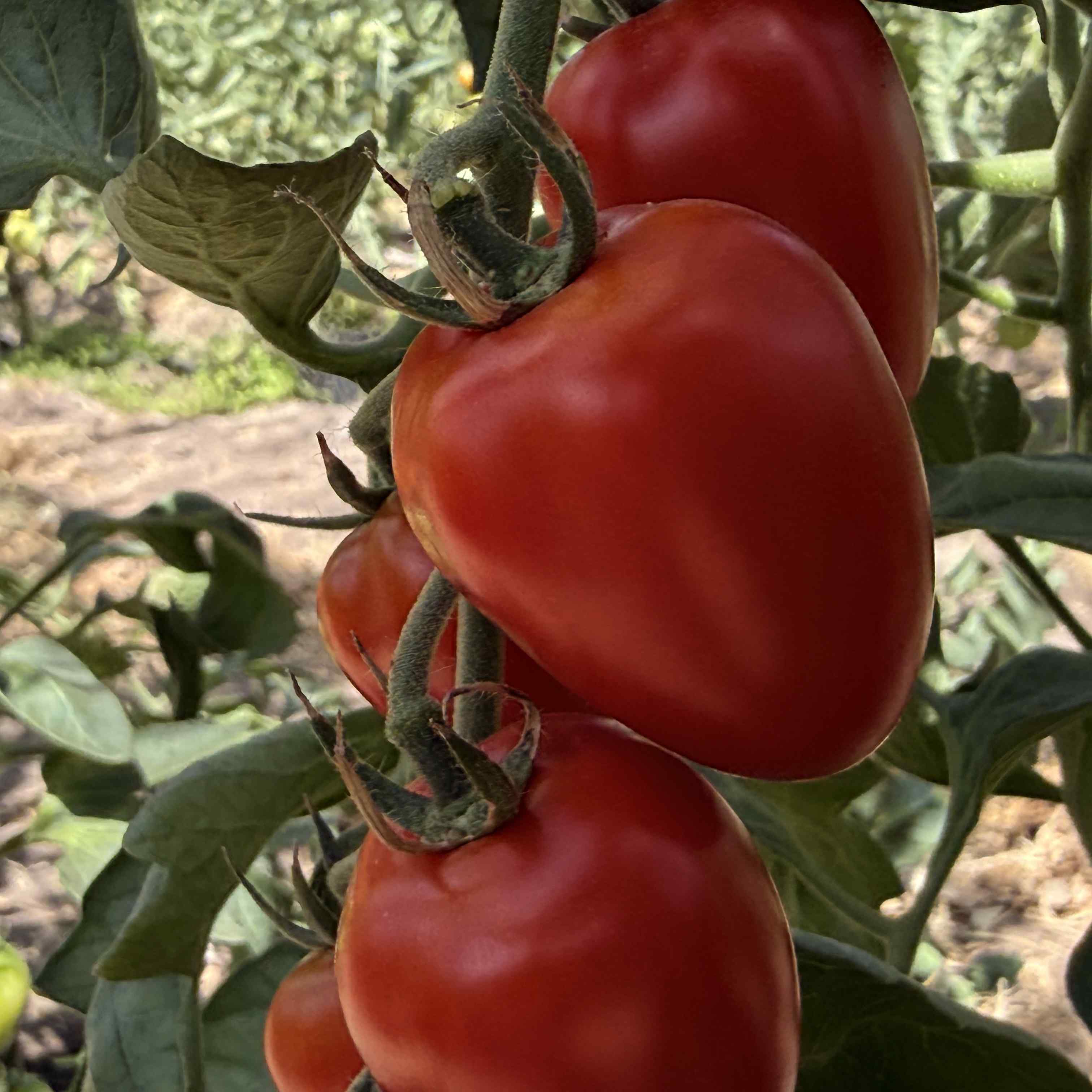 Tomatensaatgut Taubenherz