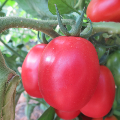 Rote und Pinke Tomatenrarität mit Geschmack