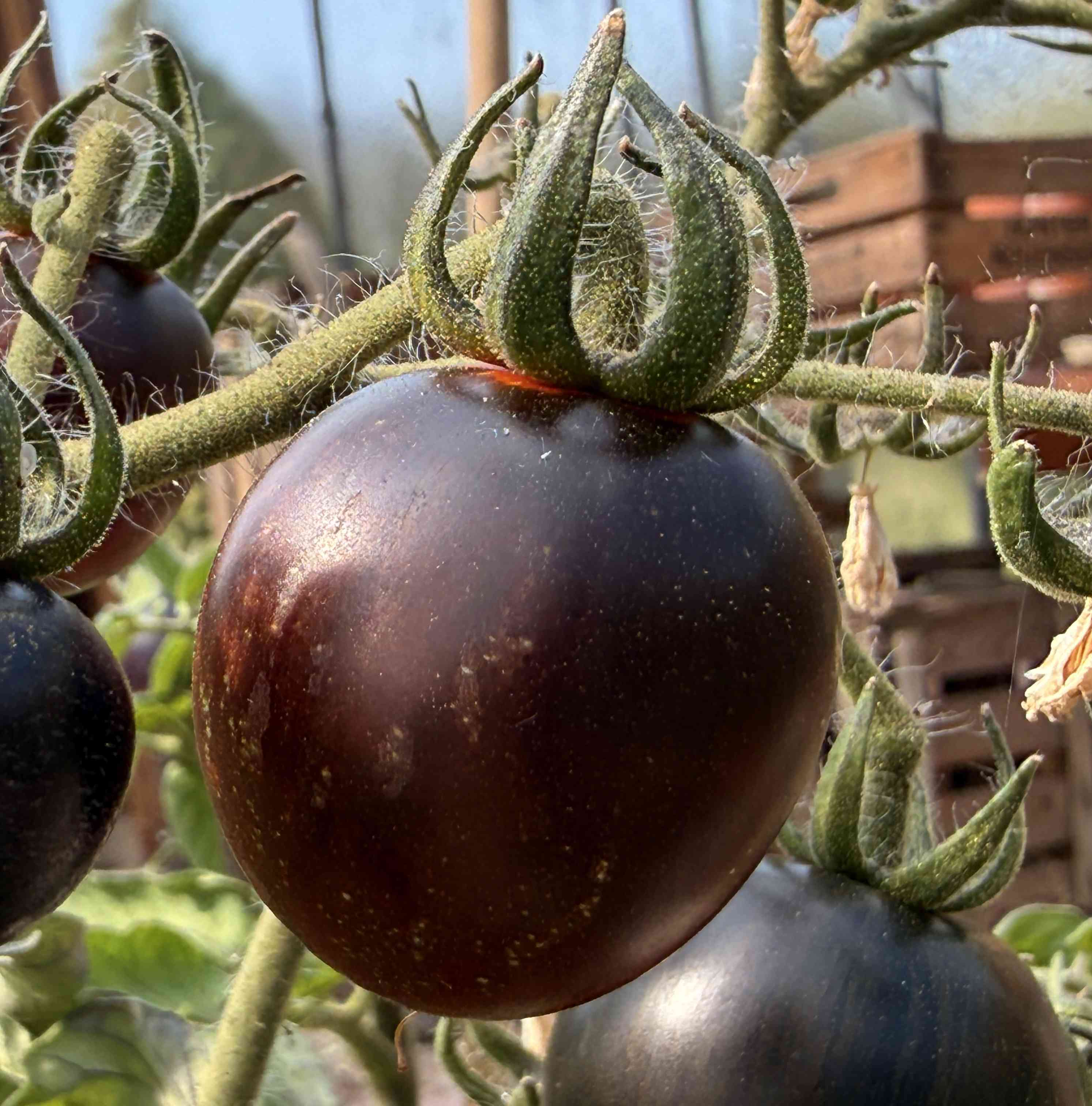 Tomatensaatgut Shadow of Death