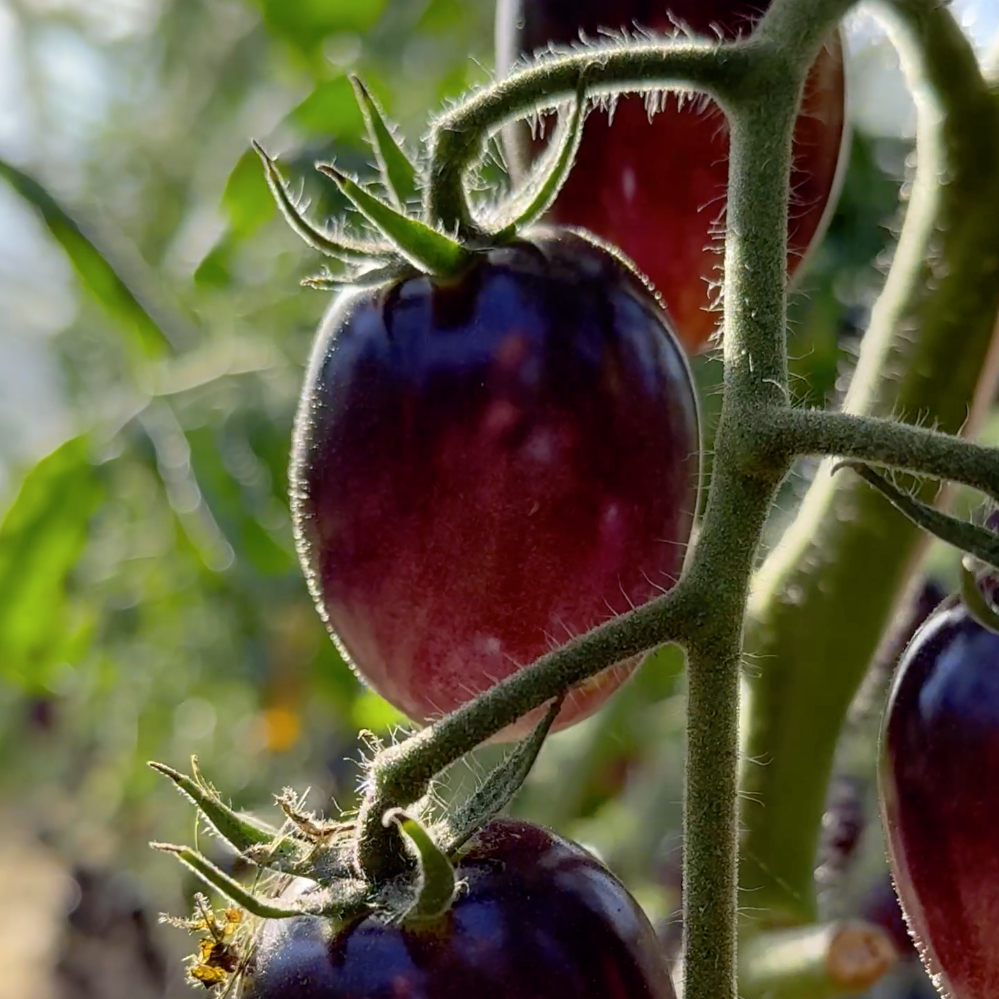 Tomatensaatgut Märchenmagie
