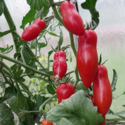 Rote längliche Bio cherry Tomaten