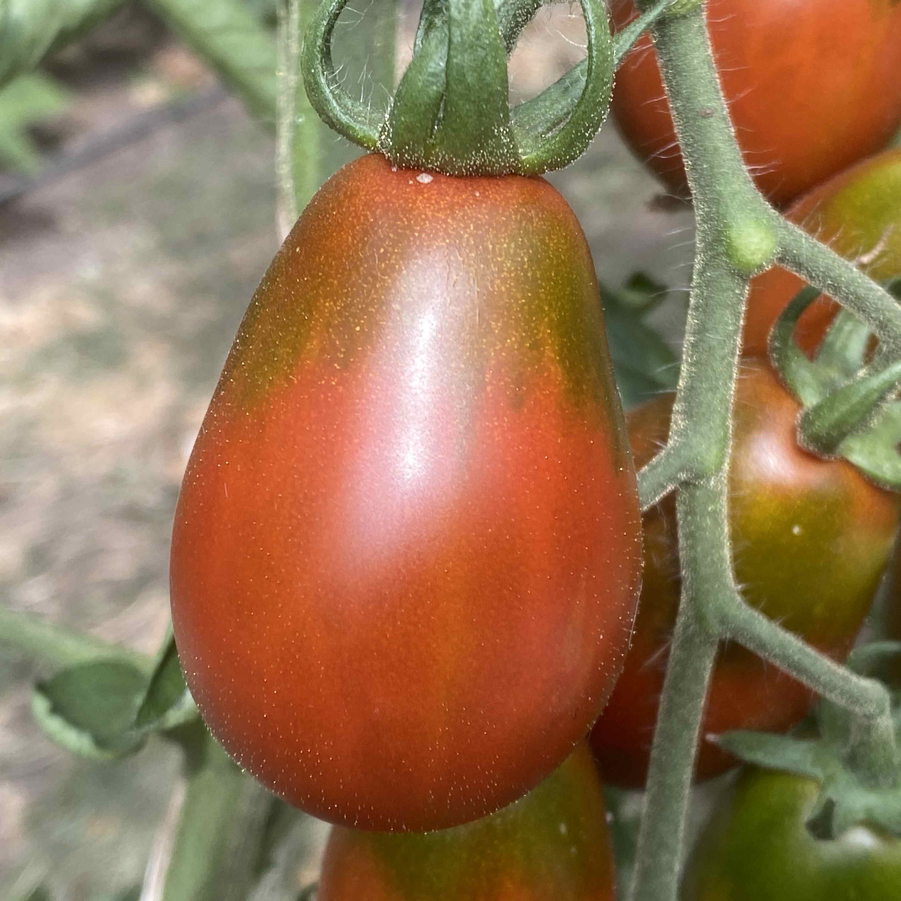 Tomatensaatgut Schwarze Pflaume