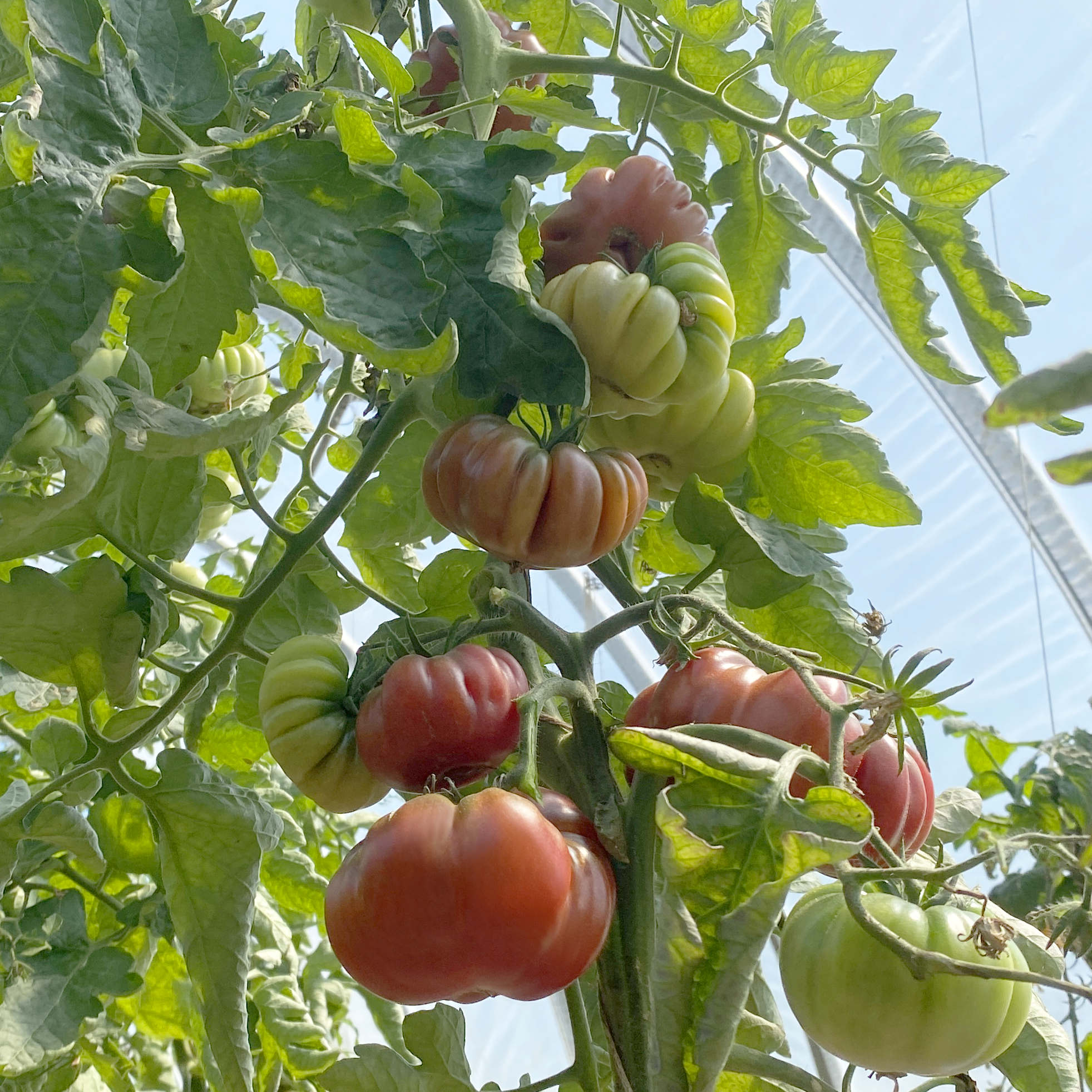 Tomatensaatgut Tim's Black Ruffles