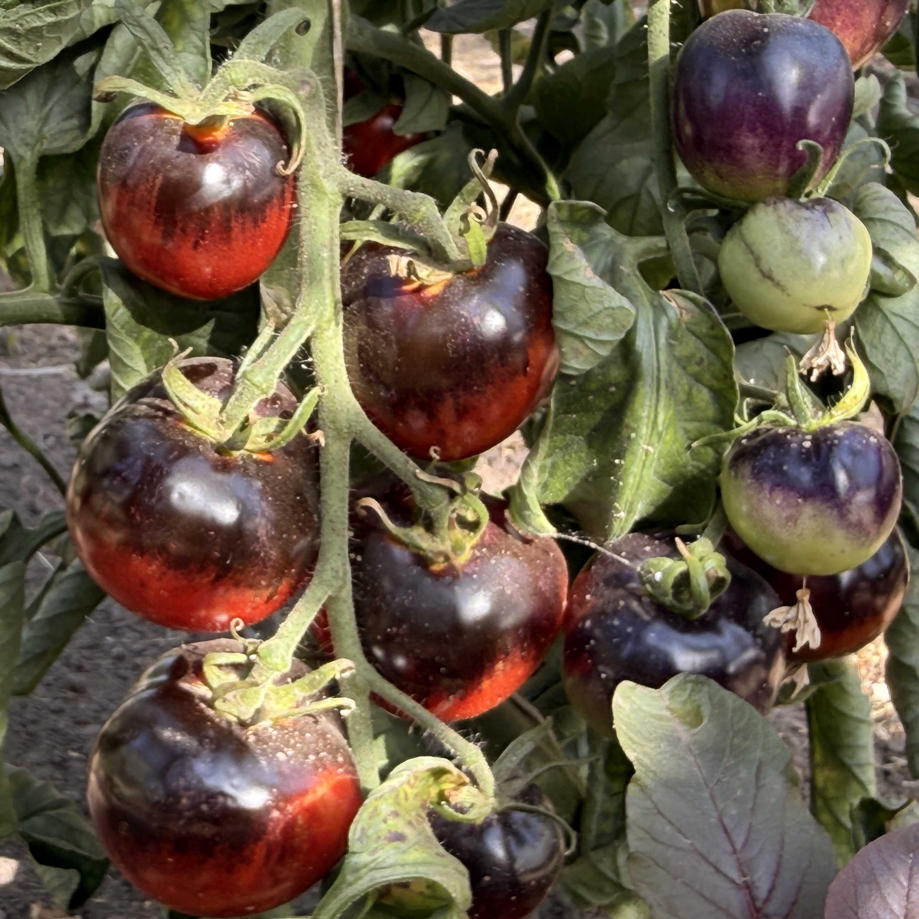 Tomatensaatgut Blue OSU (Indigo Rose)
