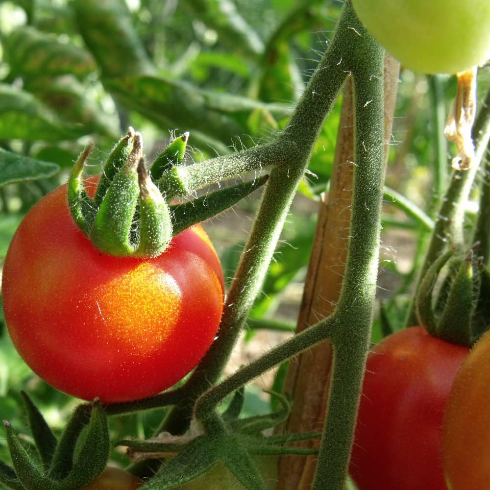 Prachtvolle rote Tomatenfrucht