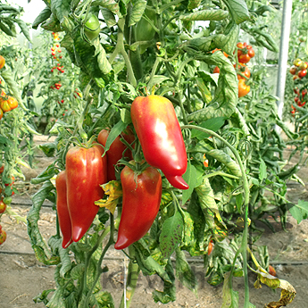 Rote längliche Tomatensorte mit Geschmack