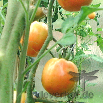 Orange Tomatenpflanze mit Geschmack