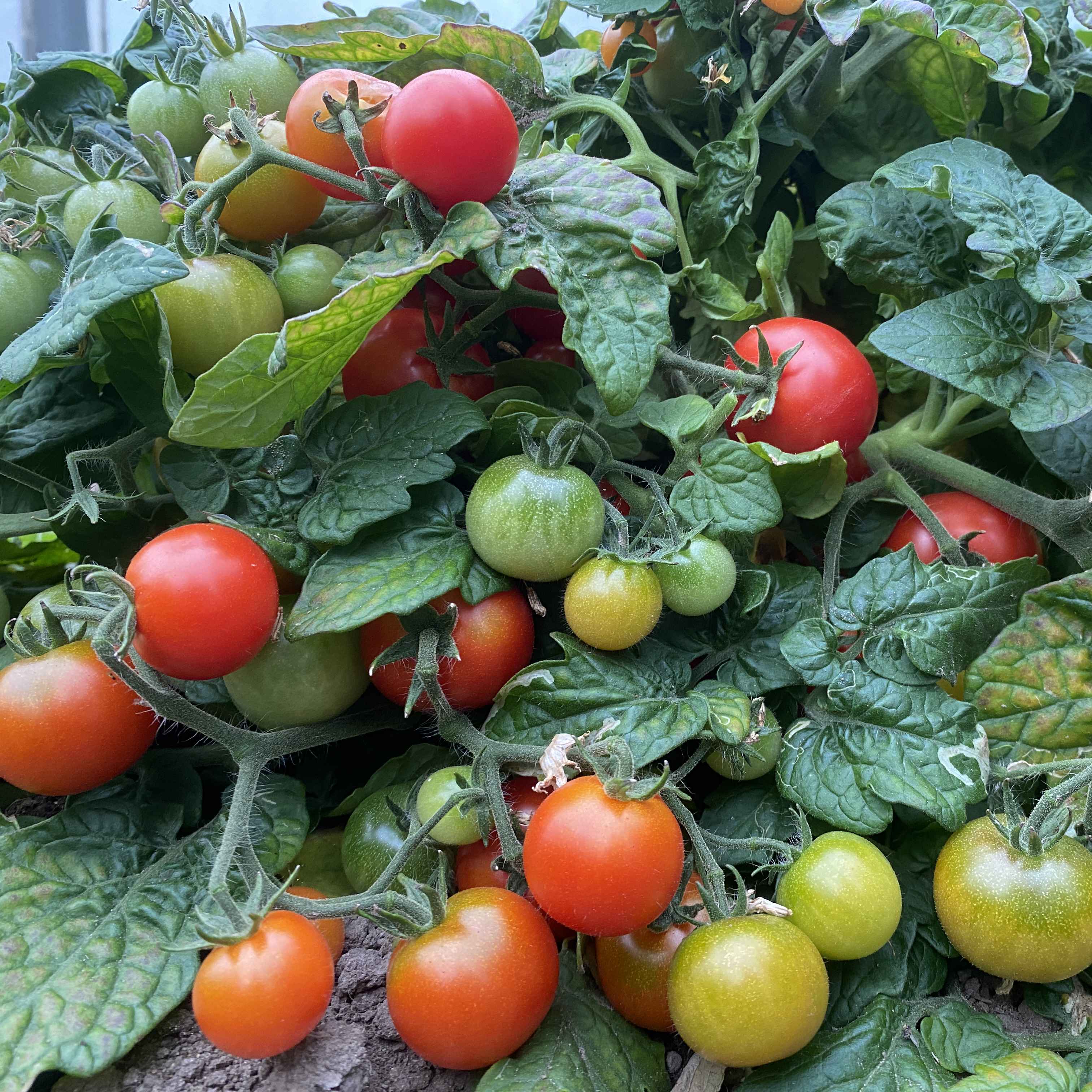 Tomatensaatgut Sugar Bunch