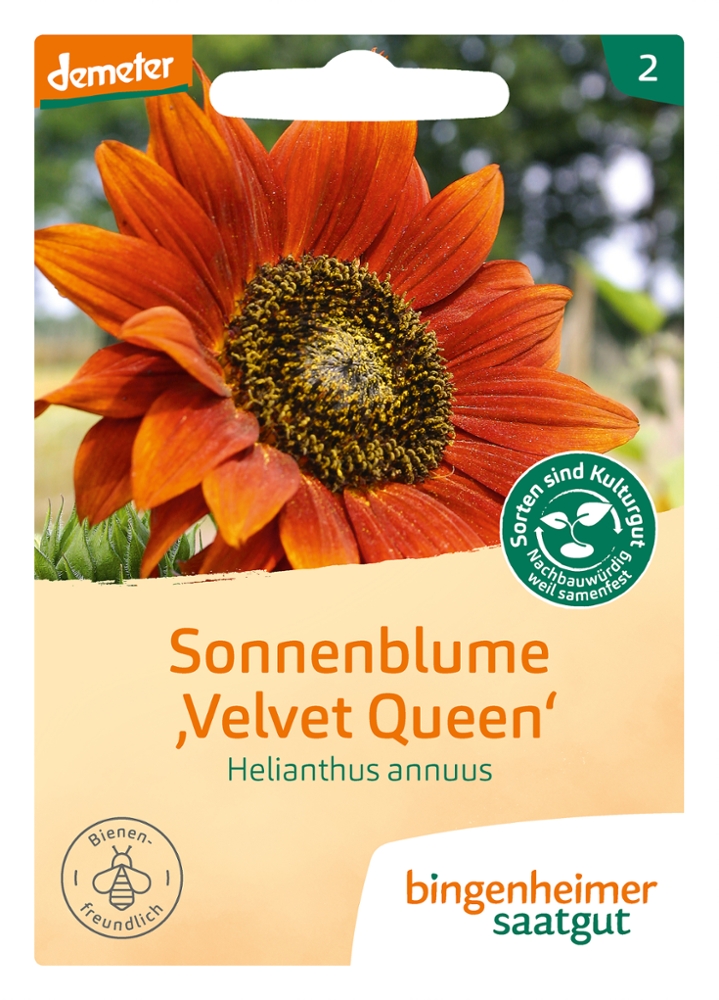 Saatgut Sonneblume Velvet Queen -B-