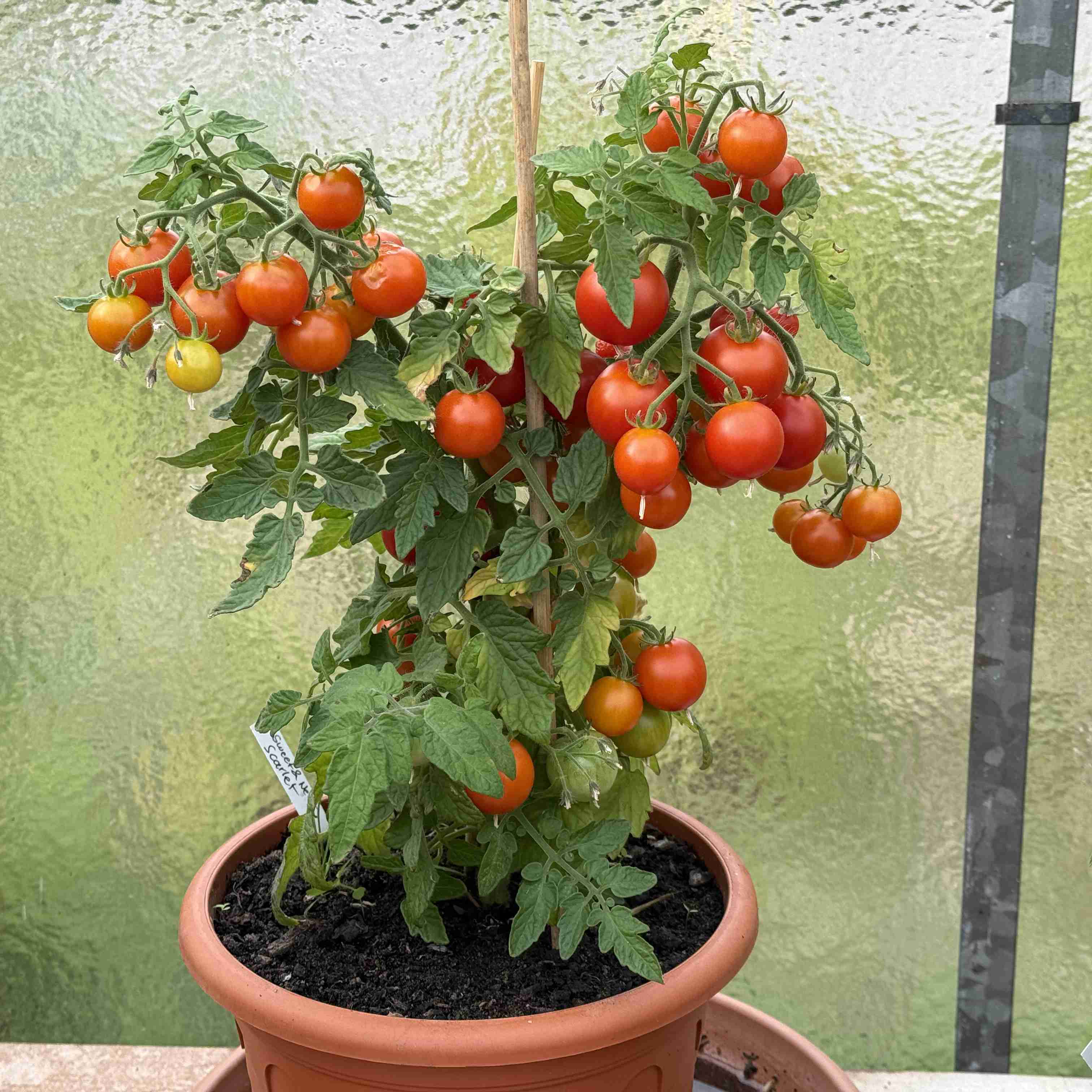 Tomatensaatgut Sweet & Neat Scarlet