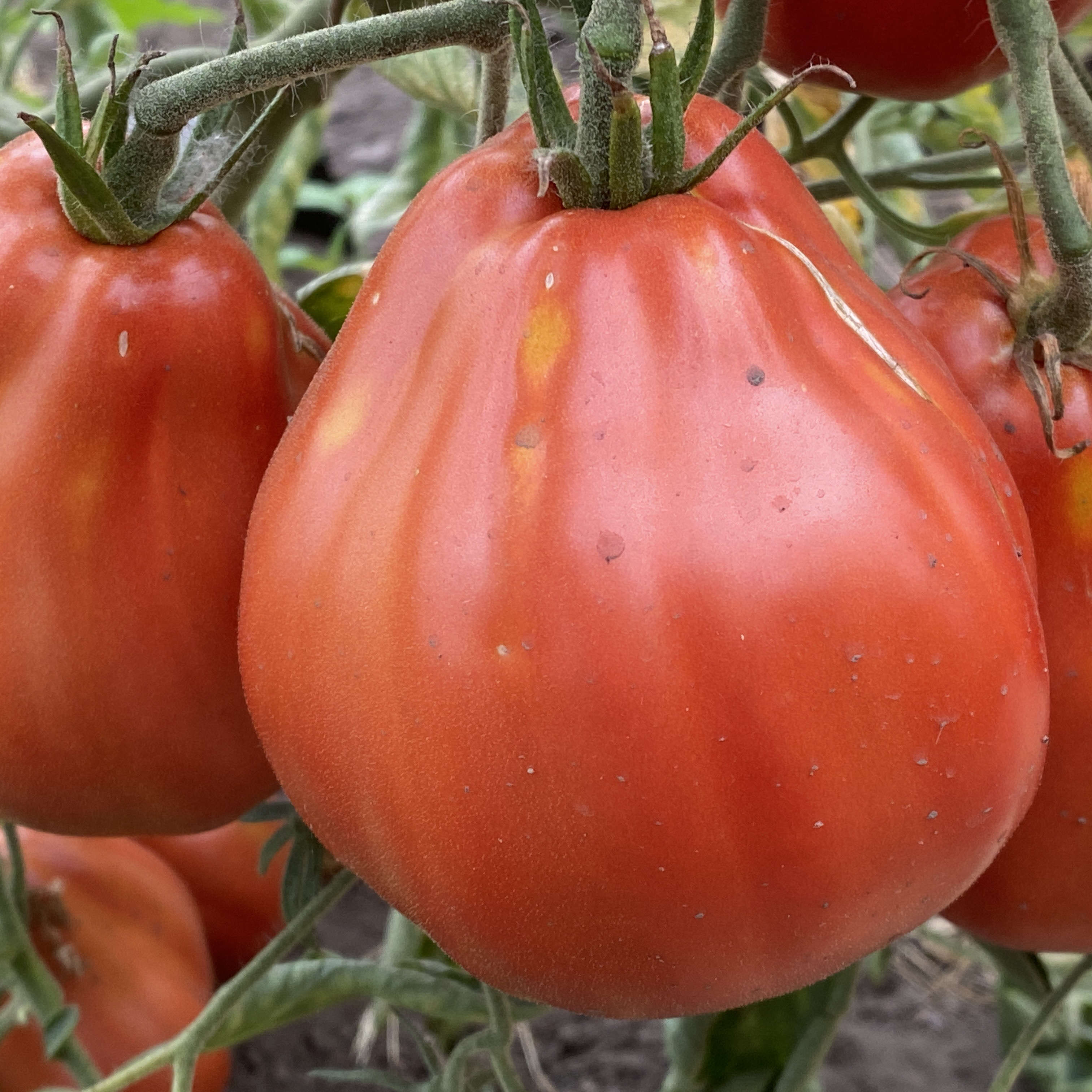 Tomatensaatgut Ochsenherz