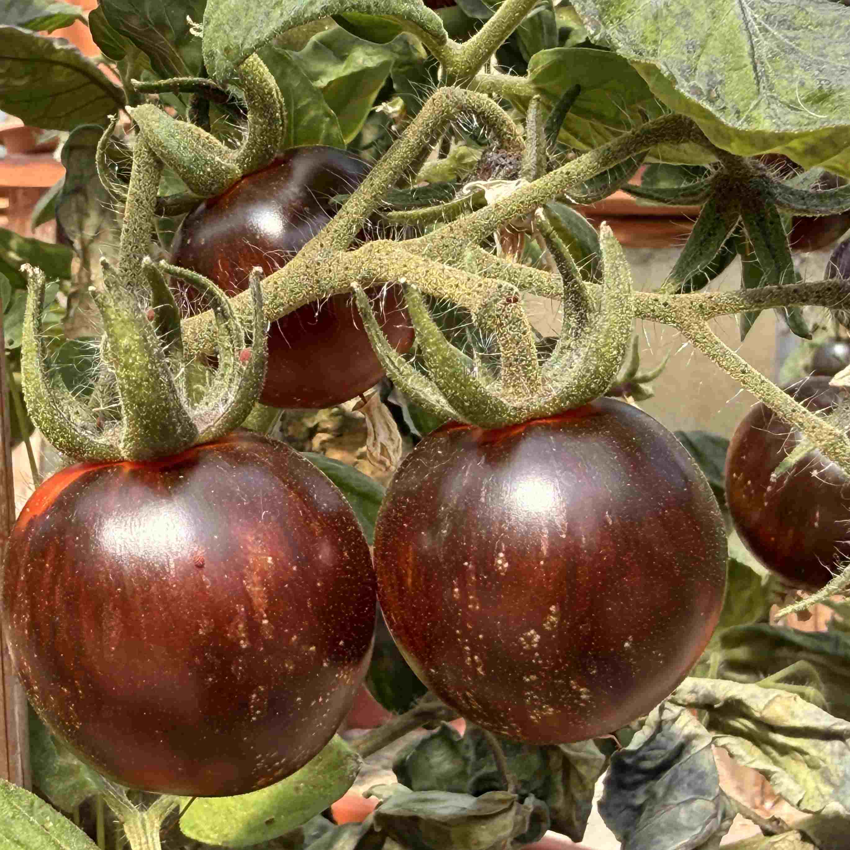 Tomatensaatgut Shadow of Death