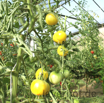 Gelb und Weiße Tomatensorte mit Geschmack