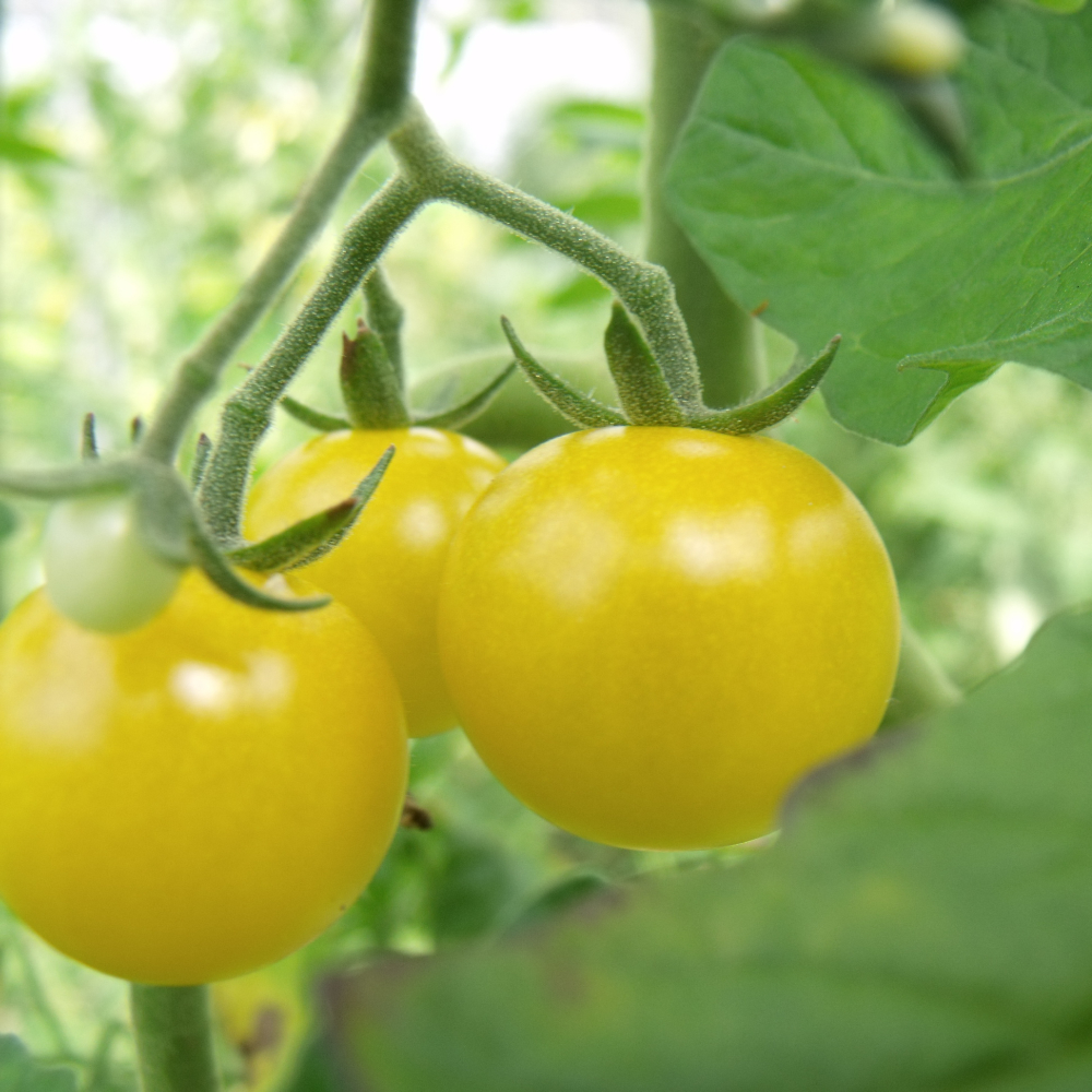 Gelbe Tomatenpflanze
